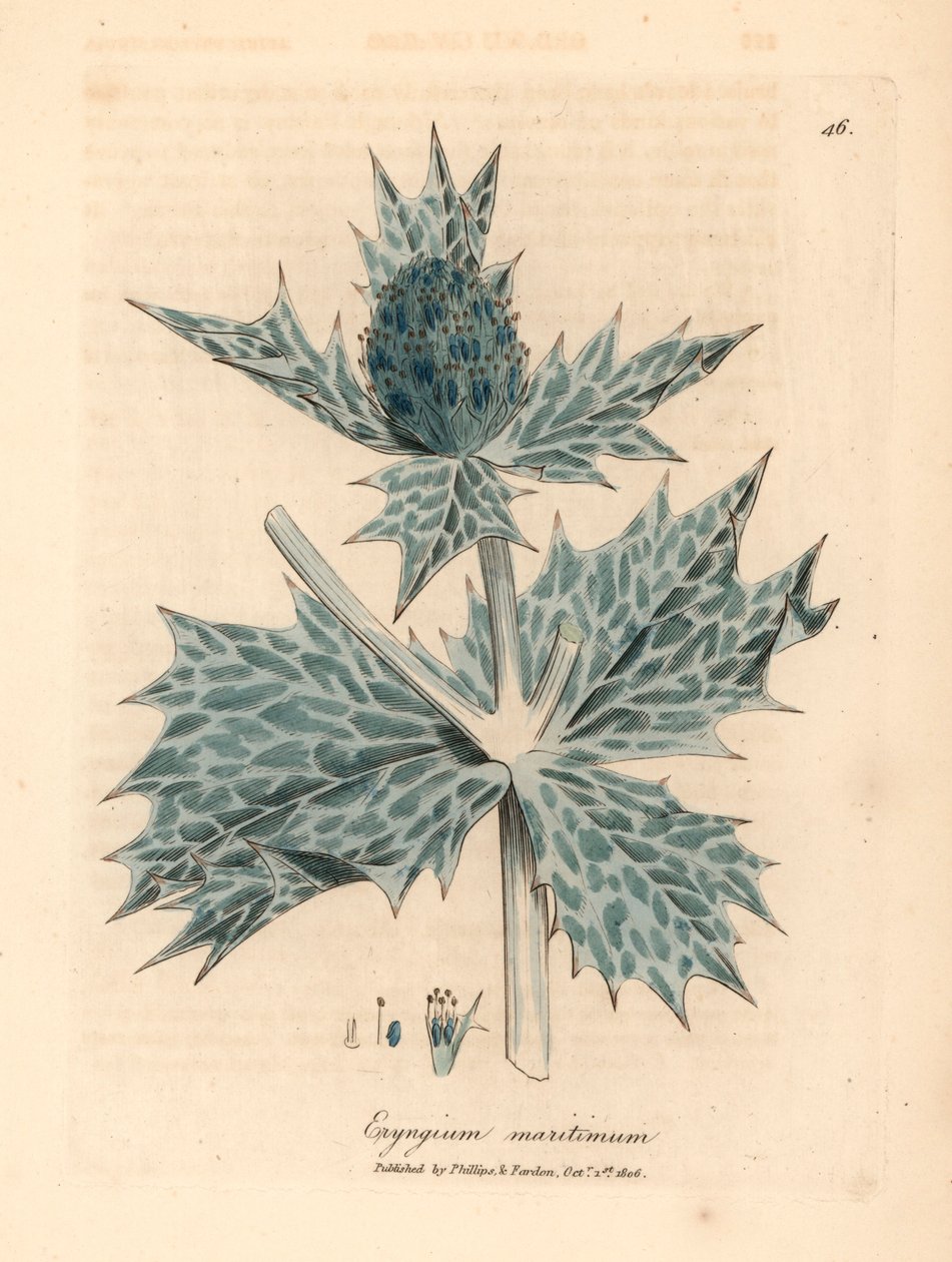 Panicaut maritime à fleurs bleues, Eryngium maritinum, d