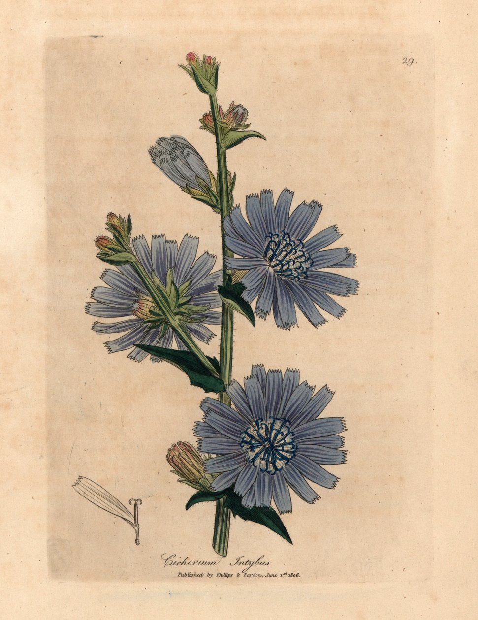 Chicorée sauvage à fleurs bleues, Cichorium intybus, d