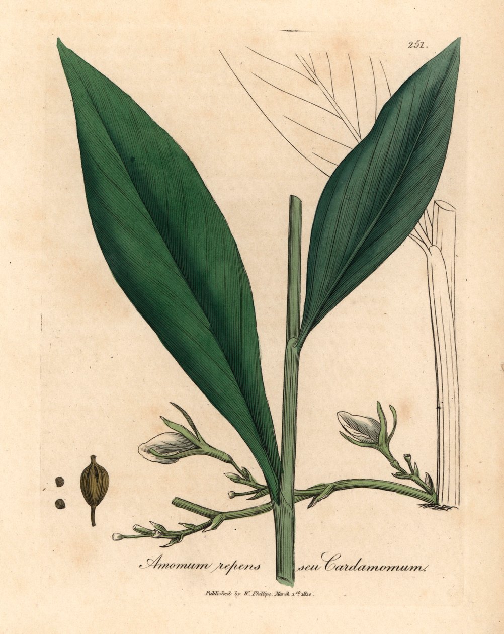 Cardamome, Elettaria cardamomum, d