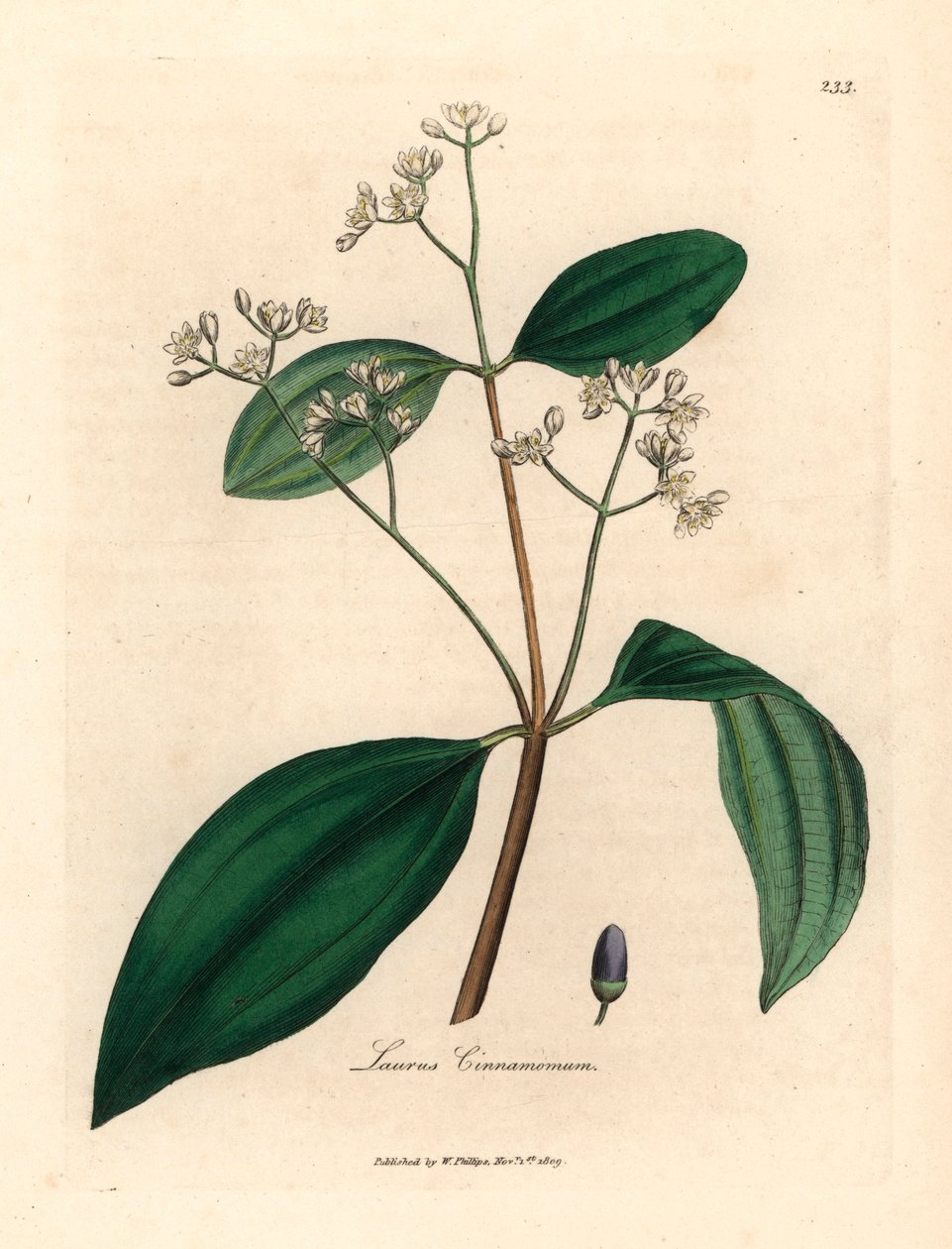 Arbre à cannelle, Laurus cinnamomum, d