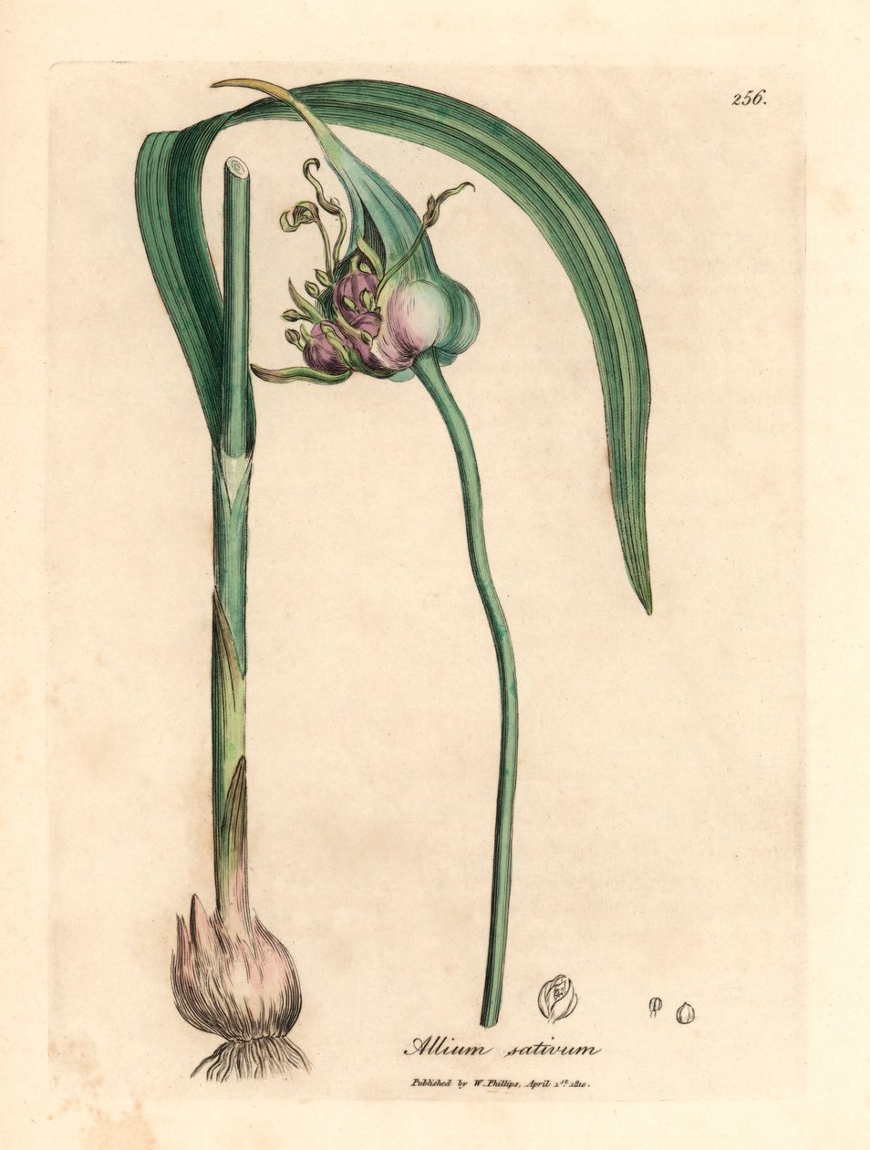 Ail cultivé commun, Allium sativum, d