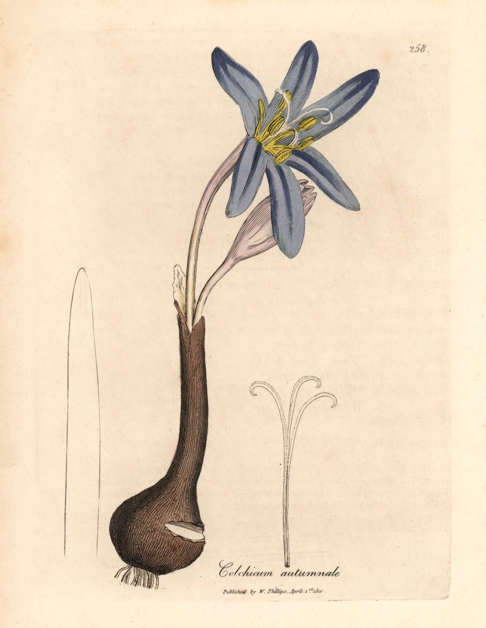 Colchique d