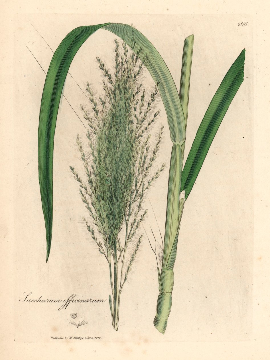Canne à sucre commune, Saccharum officinarum, d