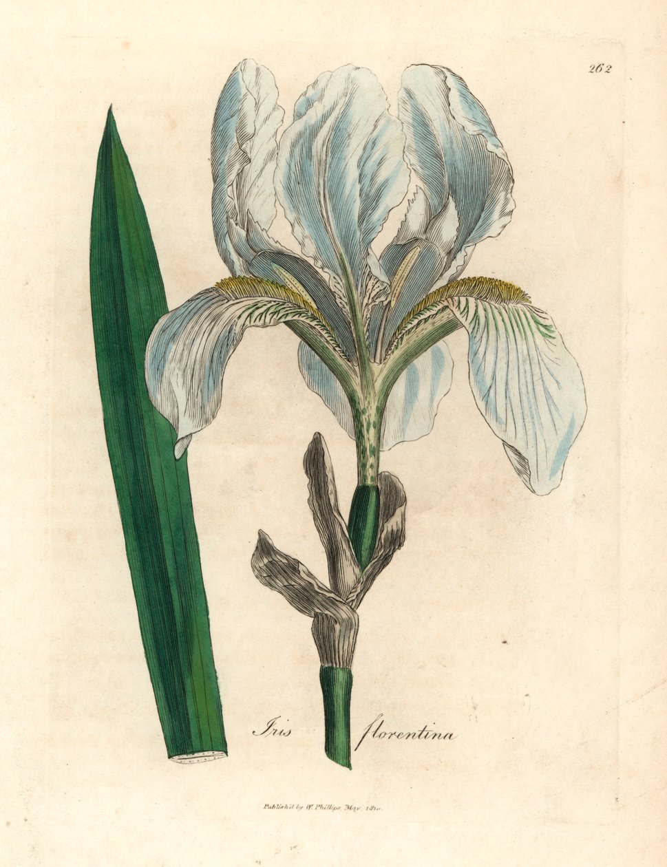 Iris florentin, Iris florentina, d