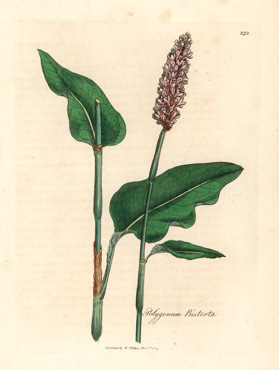 Bistorte officinale, Polygonum bistorta, d