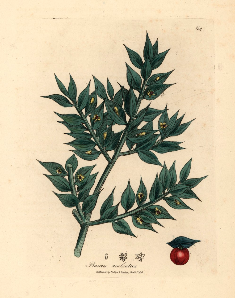 Fragon piquant à fleurs vertes, Ruscus aculeatus, d