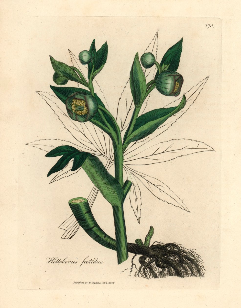 Hellébore fétide à fleurs vertes ou pied d