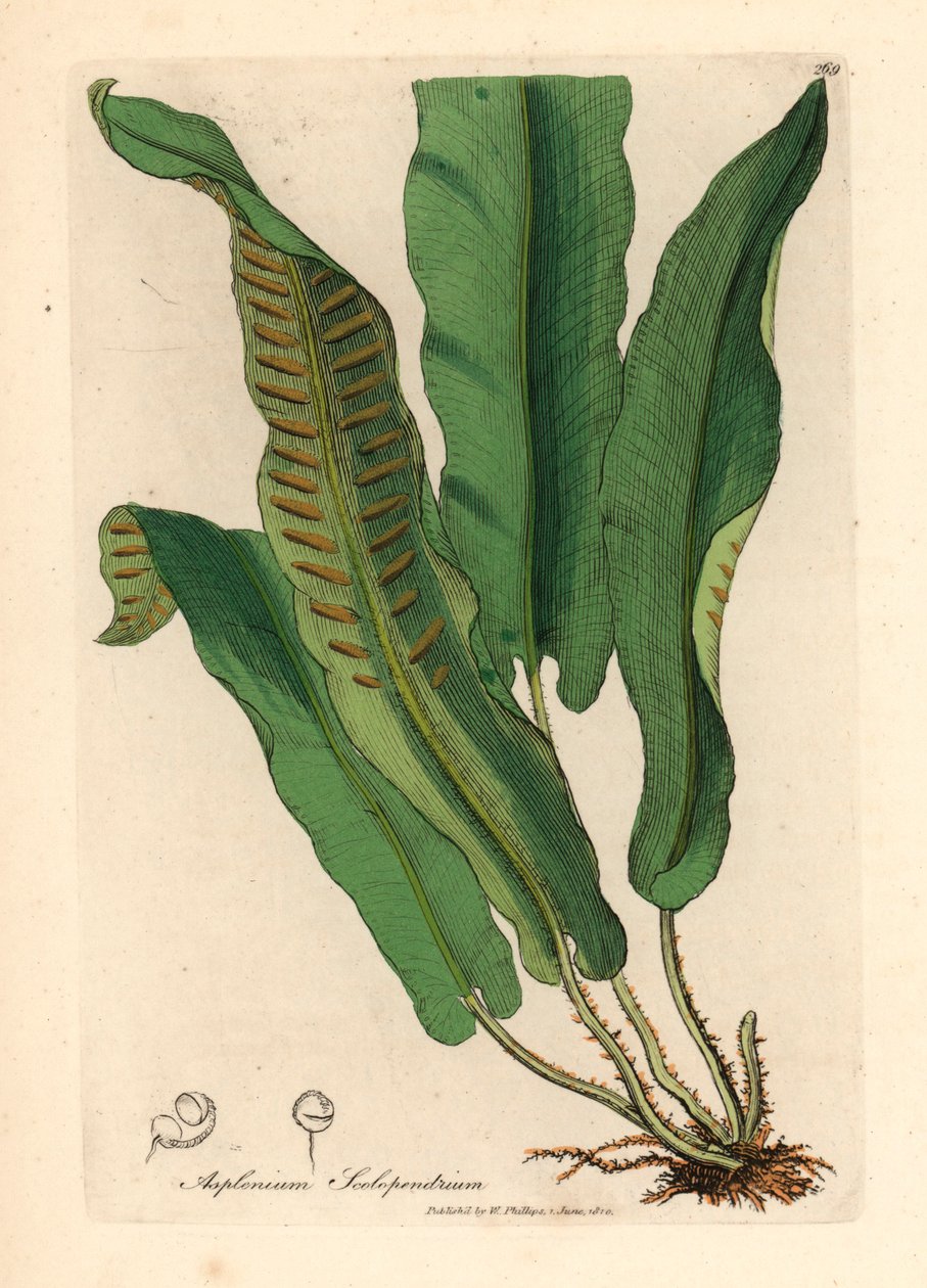 Fougère langue de cerf, Asplenium scolopendrium, d