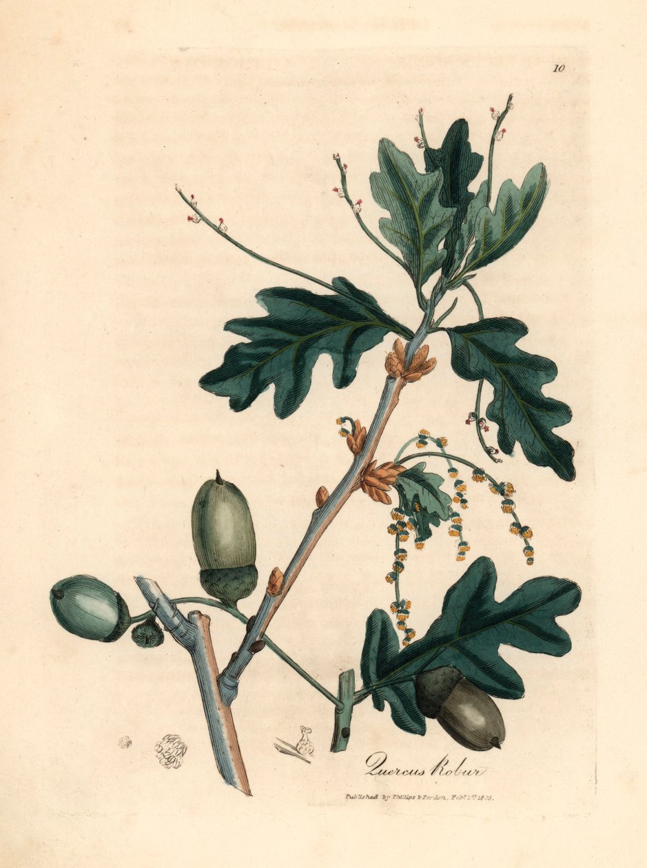 Feuilles et glands du chêne commun, Quercus robur, d
