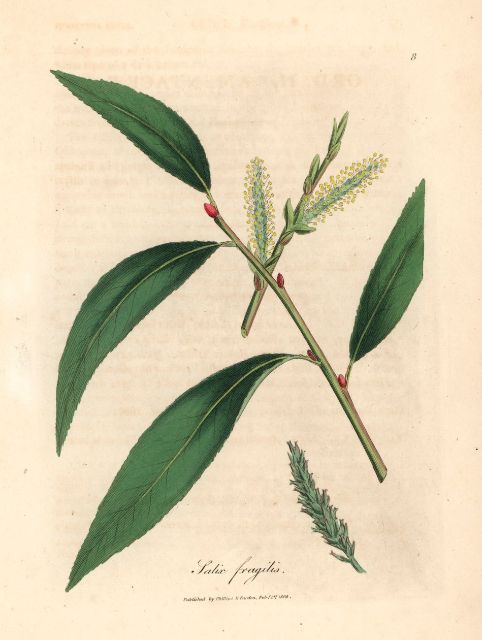Feuilles et chatons du saule fragile, Salix fragilis, d