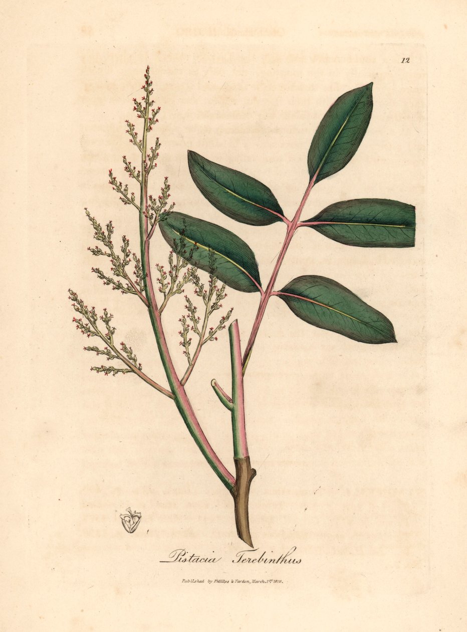 Feuilles et fleurs du pistachier térébinthe, Pistacia terebinthus, d
