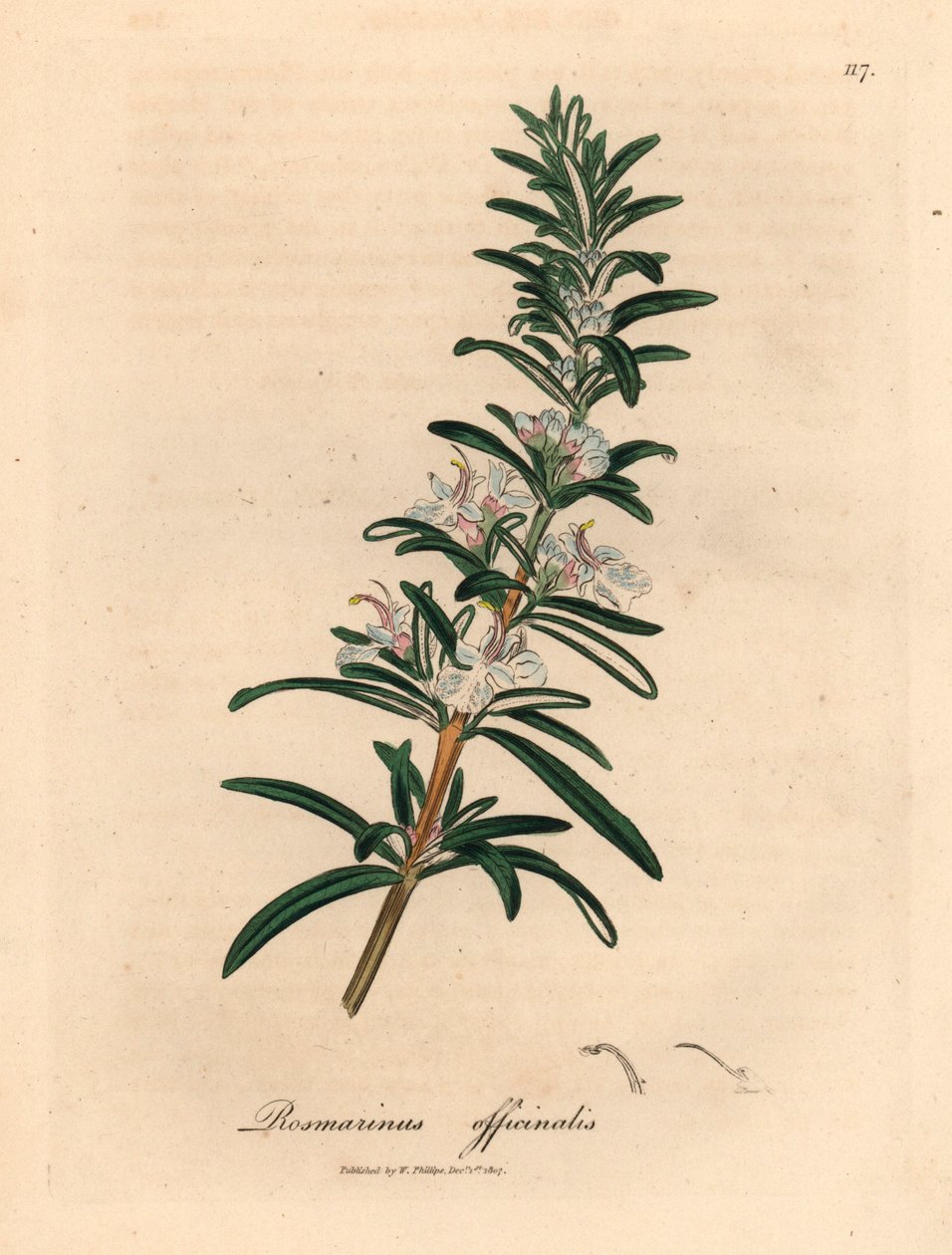 Romarin à fleurs bleu clair, Rosmarinus officinalis, d
