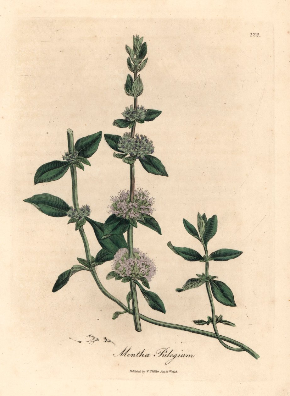 Menthe pouliot à fleurs lilas, Mentha pulegium, d