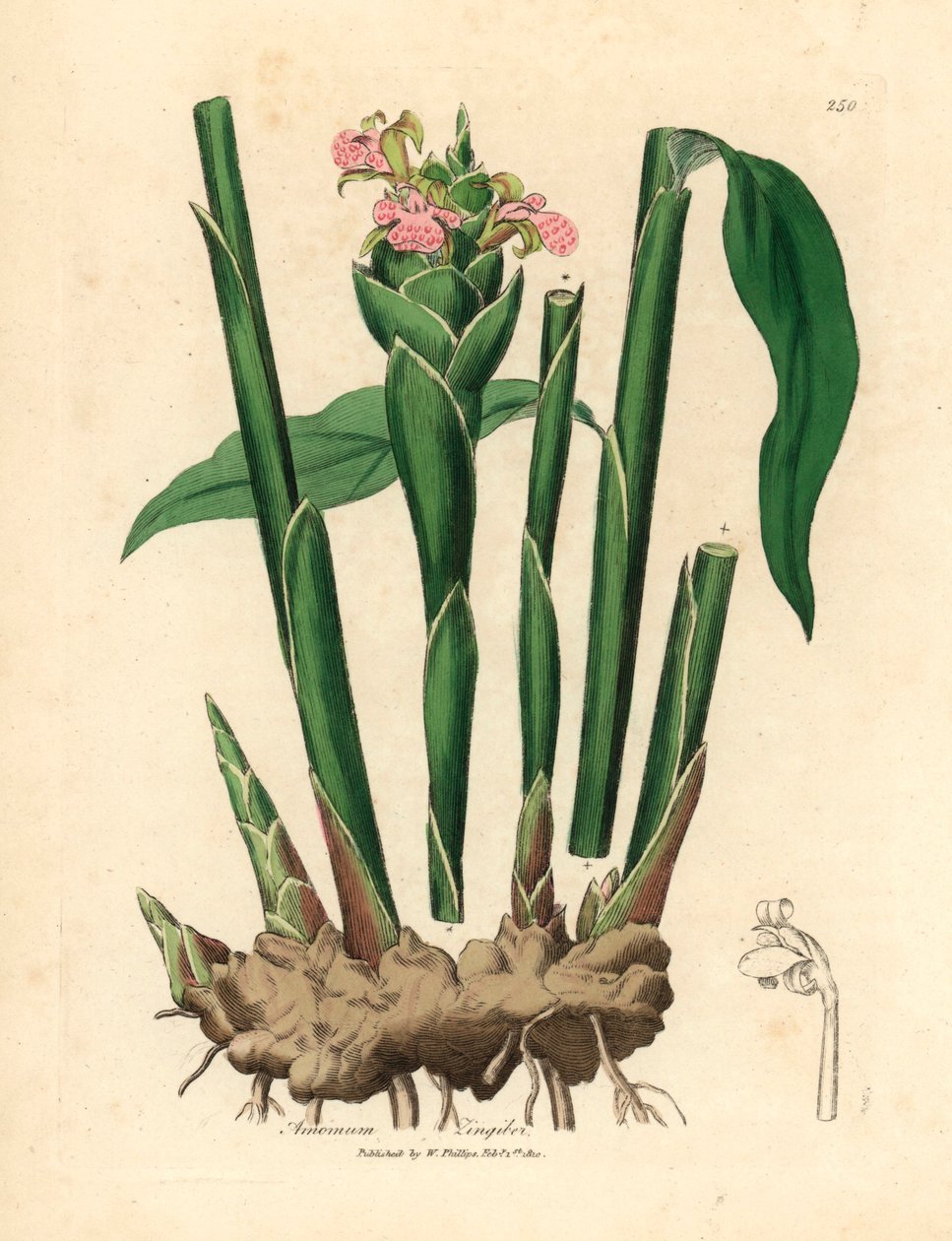 Gingembre à feuilles étroites, Zingiber officinale, d