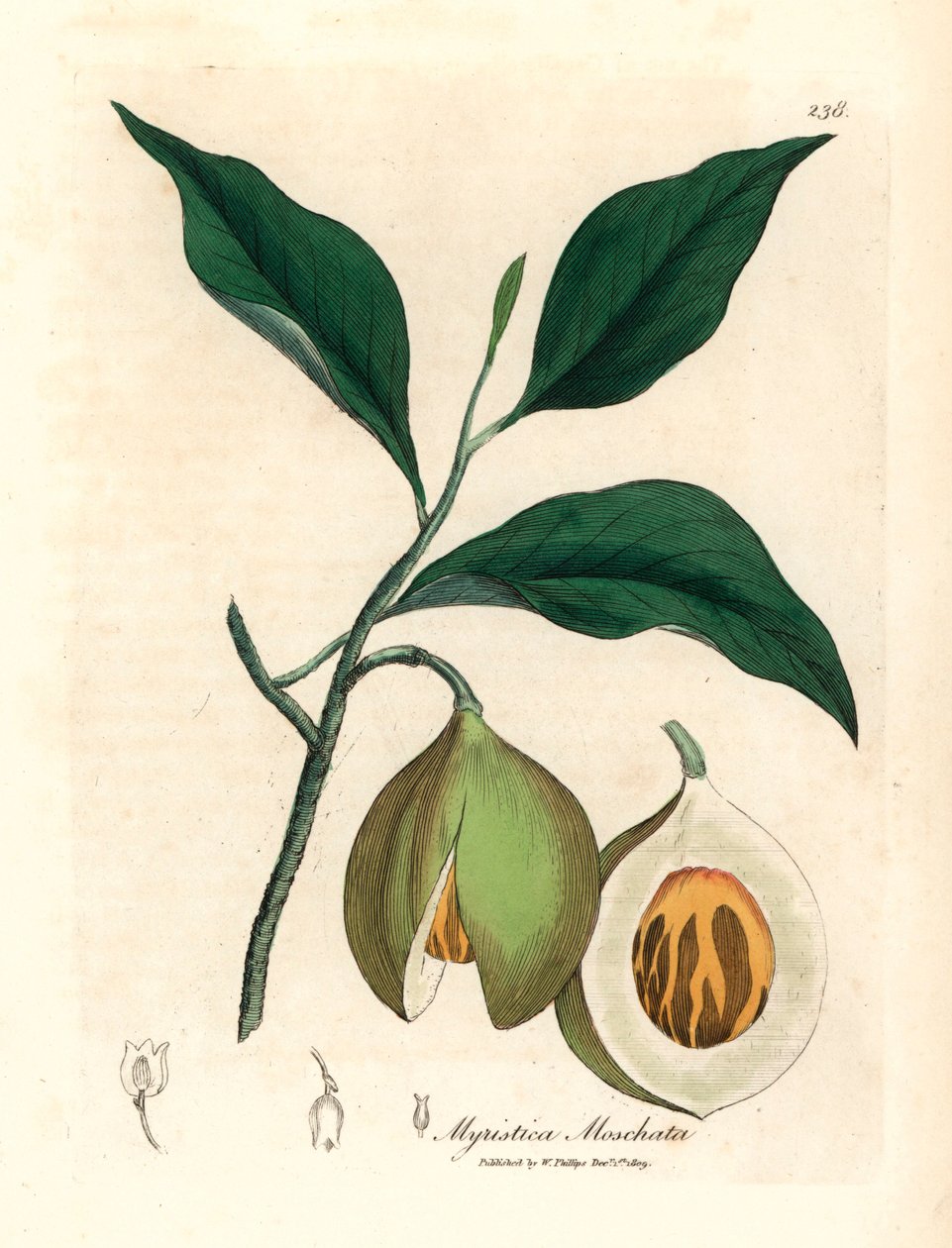 Noix de muscade et macis, Myristica moschata, Myristica fragrans, d