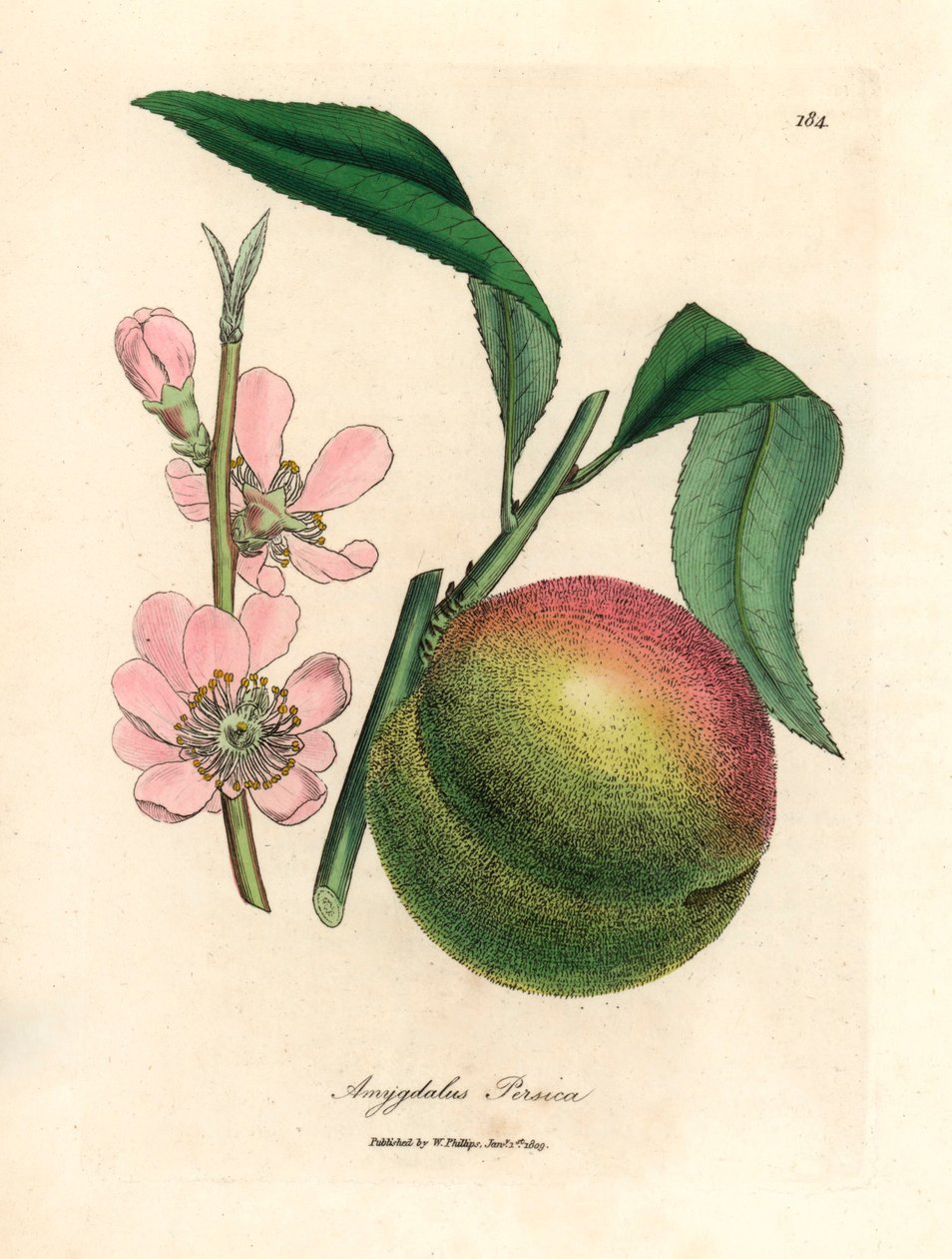 Pêcher avec fruit mûr et fleur rose, Amygdalus persica, d