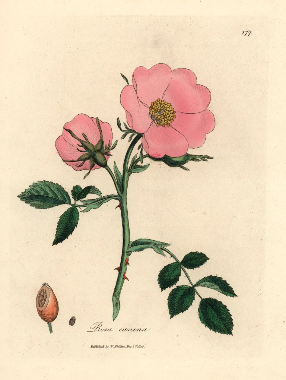 Églantier rose avec cynorrhodon, Rosa canina, d