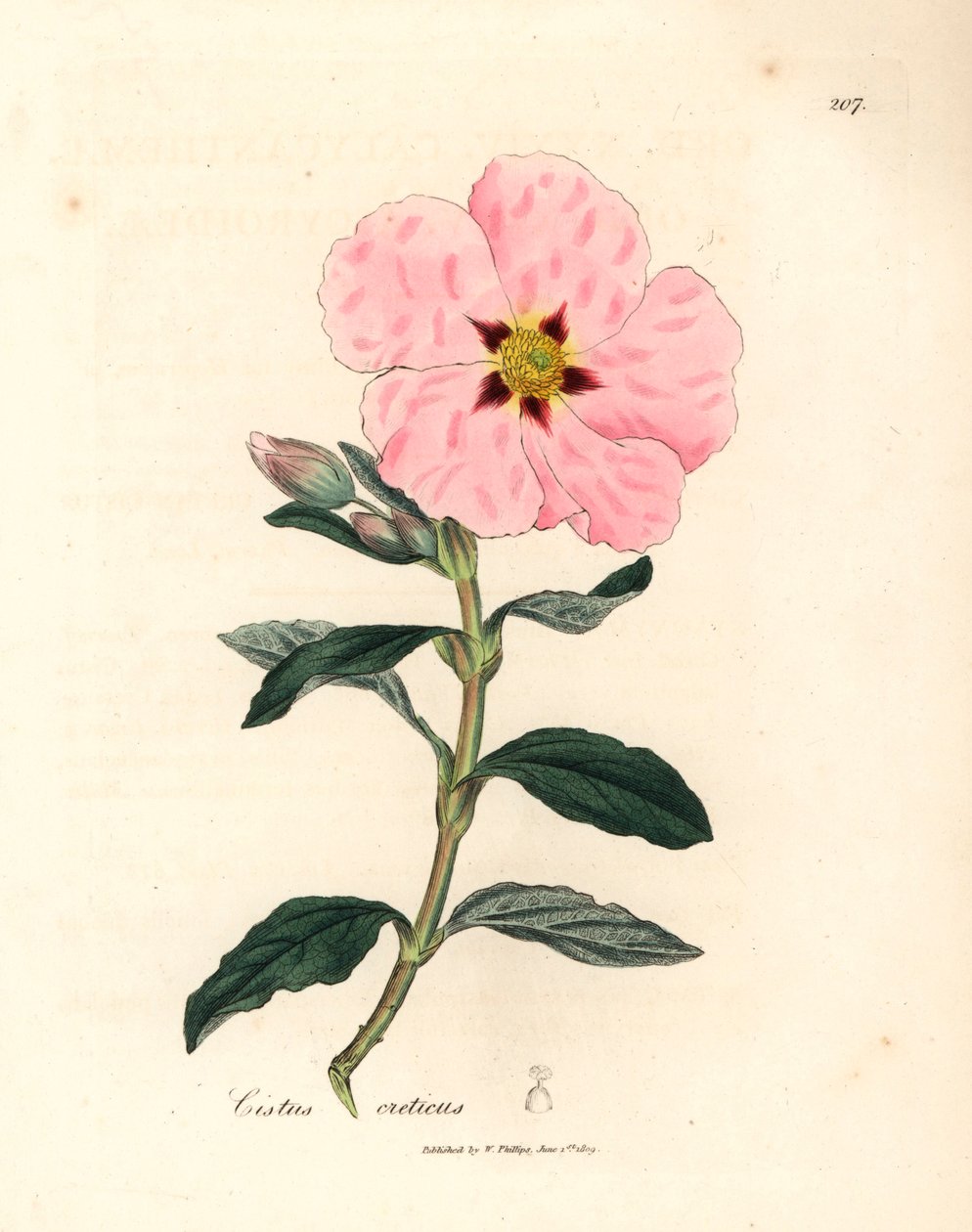 Ciste crétois à fleurs roses, Cistus creticus, d