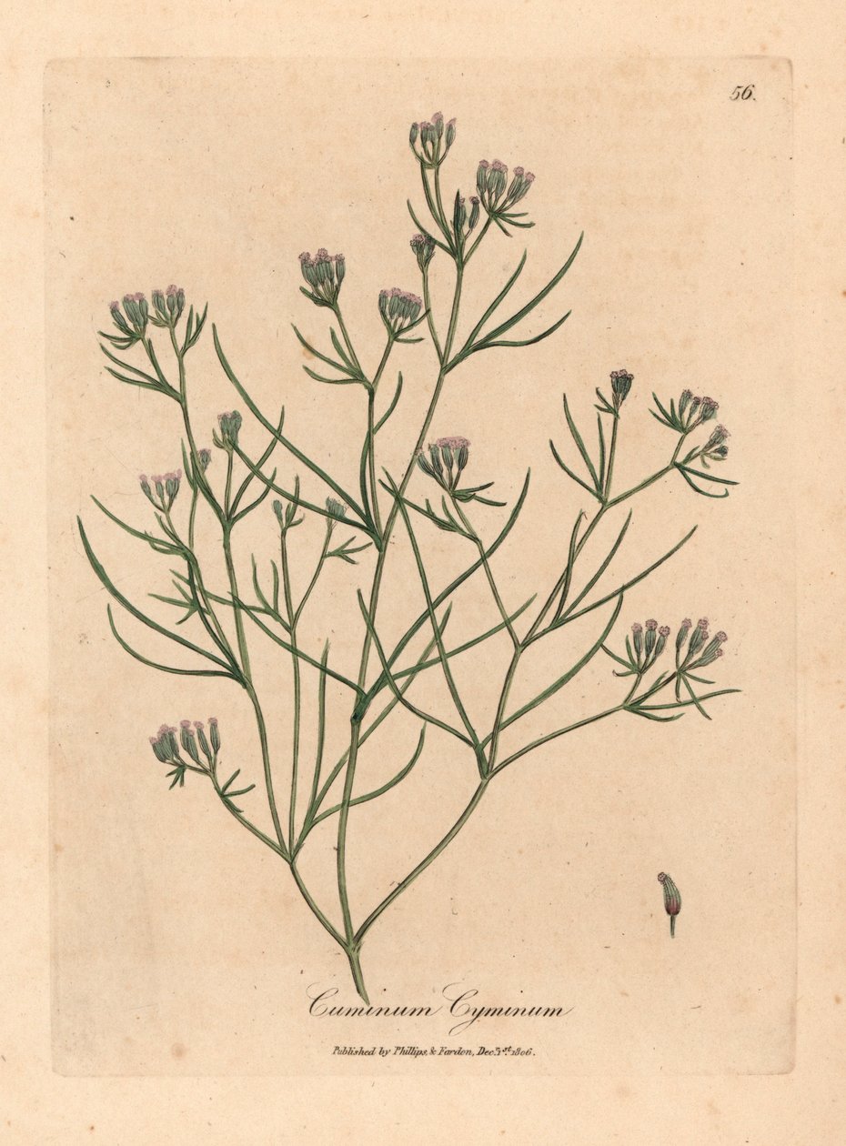 Cumin à fleurs roses, Cuminum cyminum, d