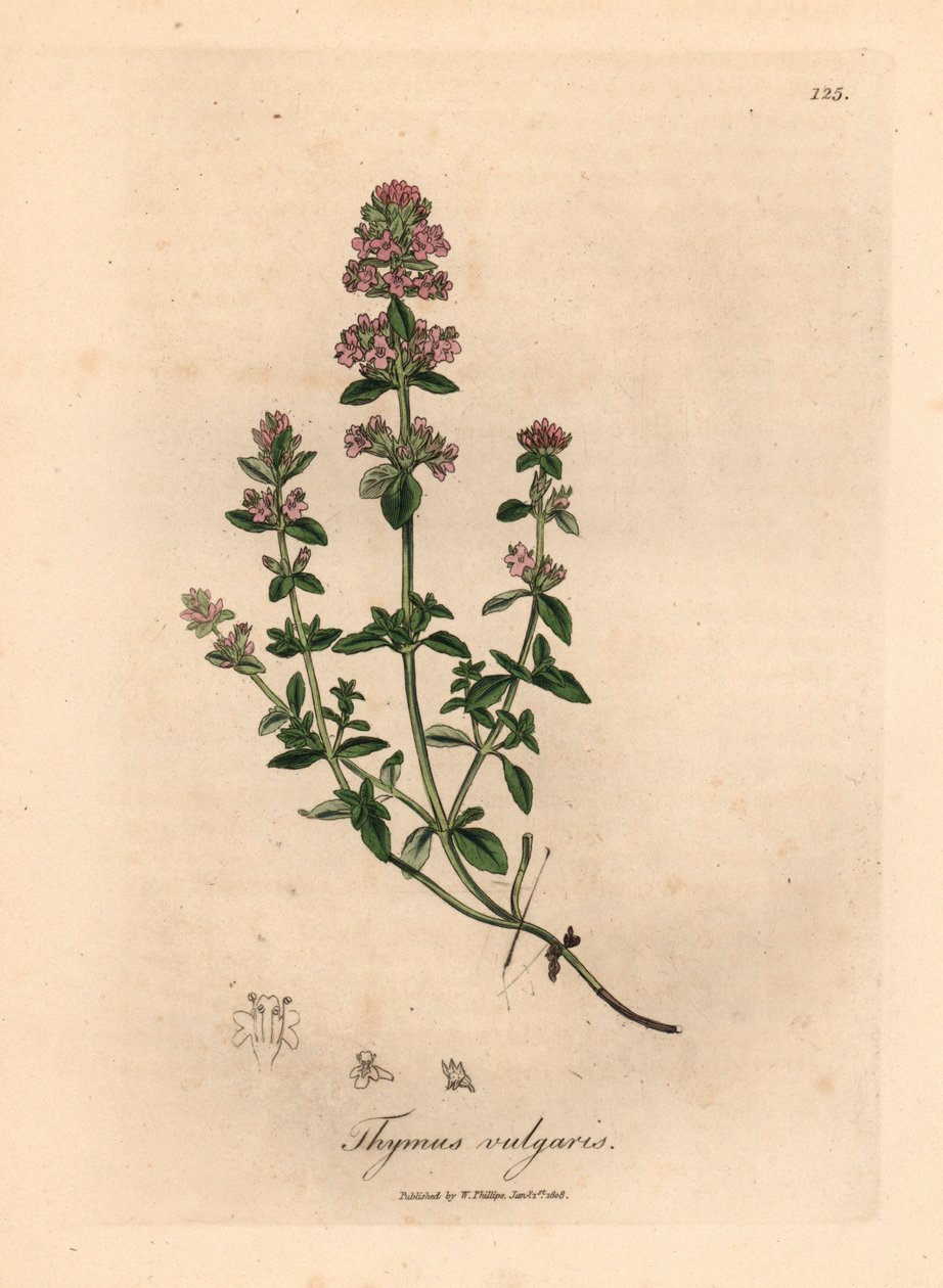 Thym de jardin à fleurs roses, Thymus vulgaris, d
