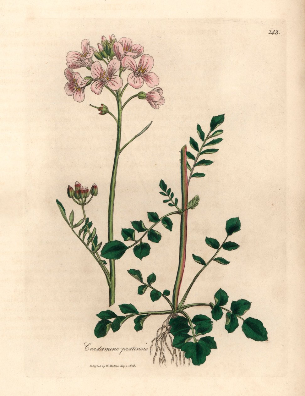 Cardamine des prés à fleurs roses, Cardamine pratensis, d
