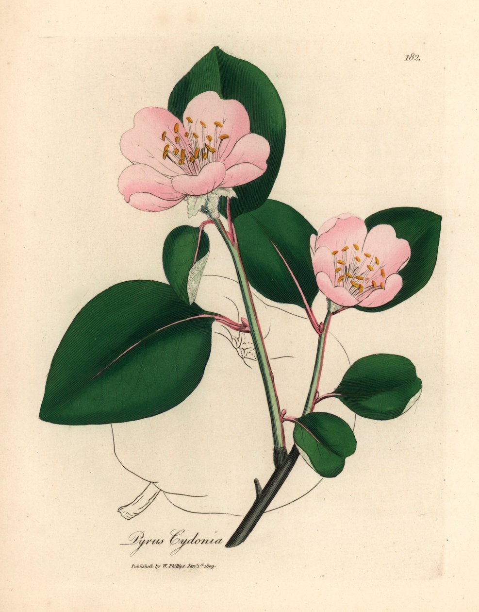 Cognassier à fleurs roses, Pyrus cydonia, d