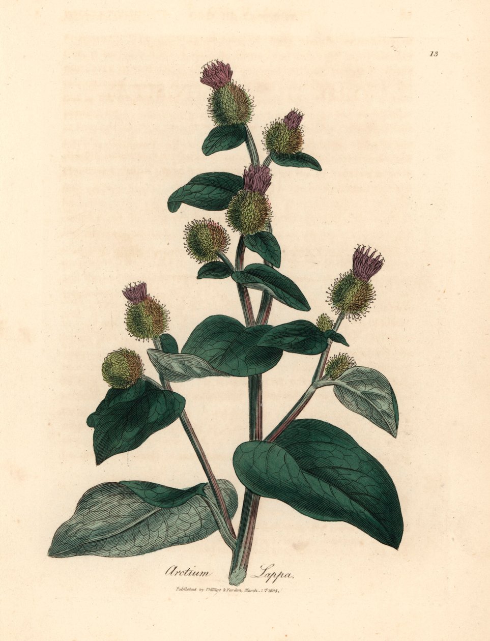 Bardane à fleurs pourpres, Arctium lappa, d