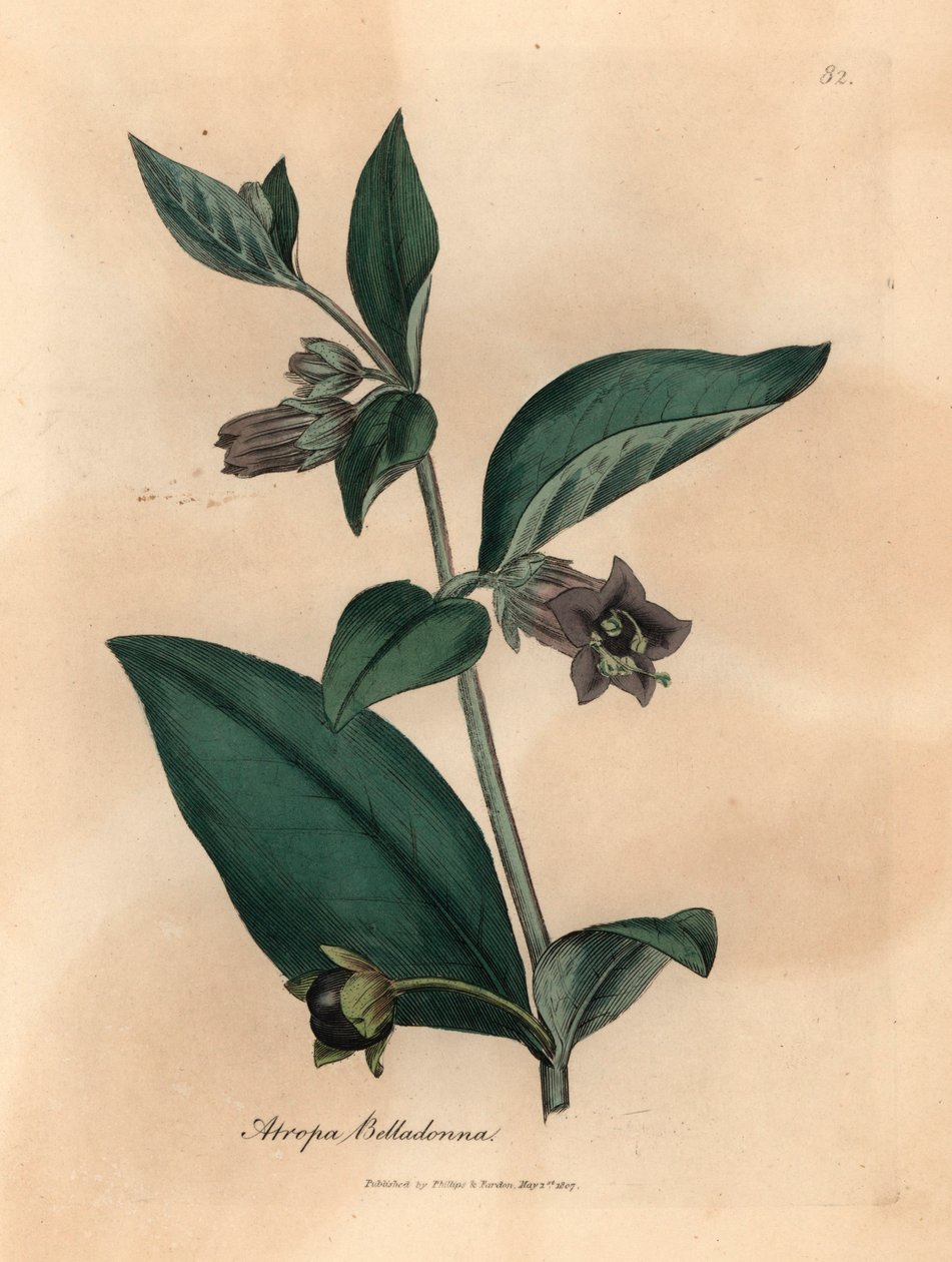 Belladone à fleurs pourpres, Atropa belladonna, d