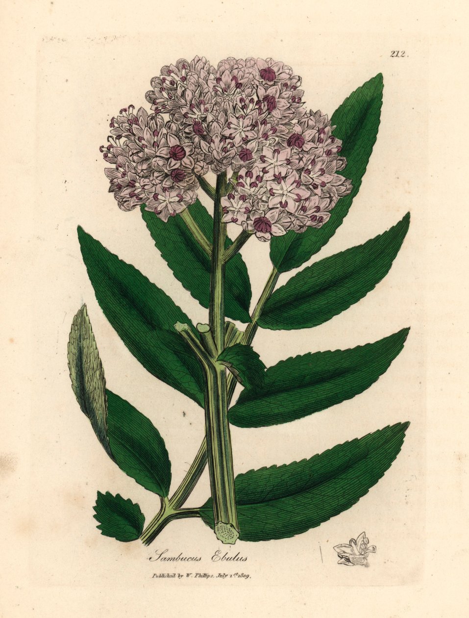 Sureau nain à fleurs pourpres, Sambucus ebulus, d