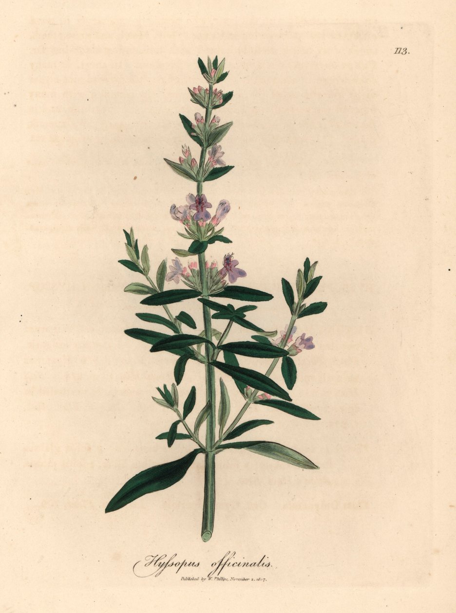 Hysope à fleurs violettes, Hyssopus officinalis, d