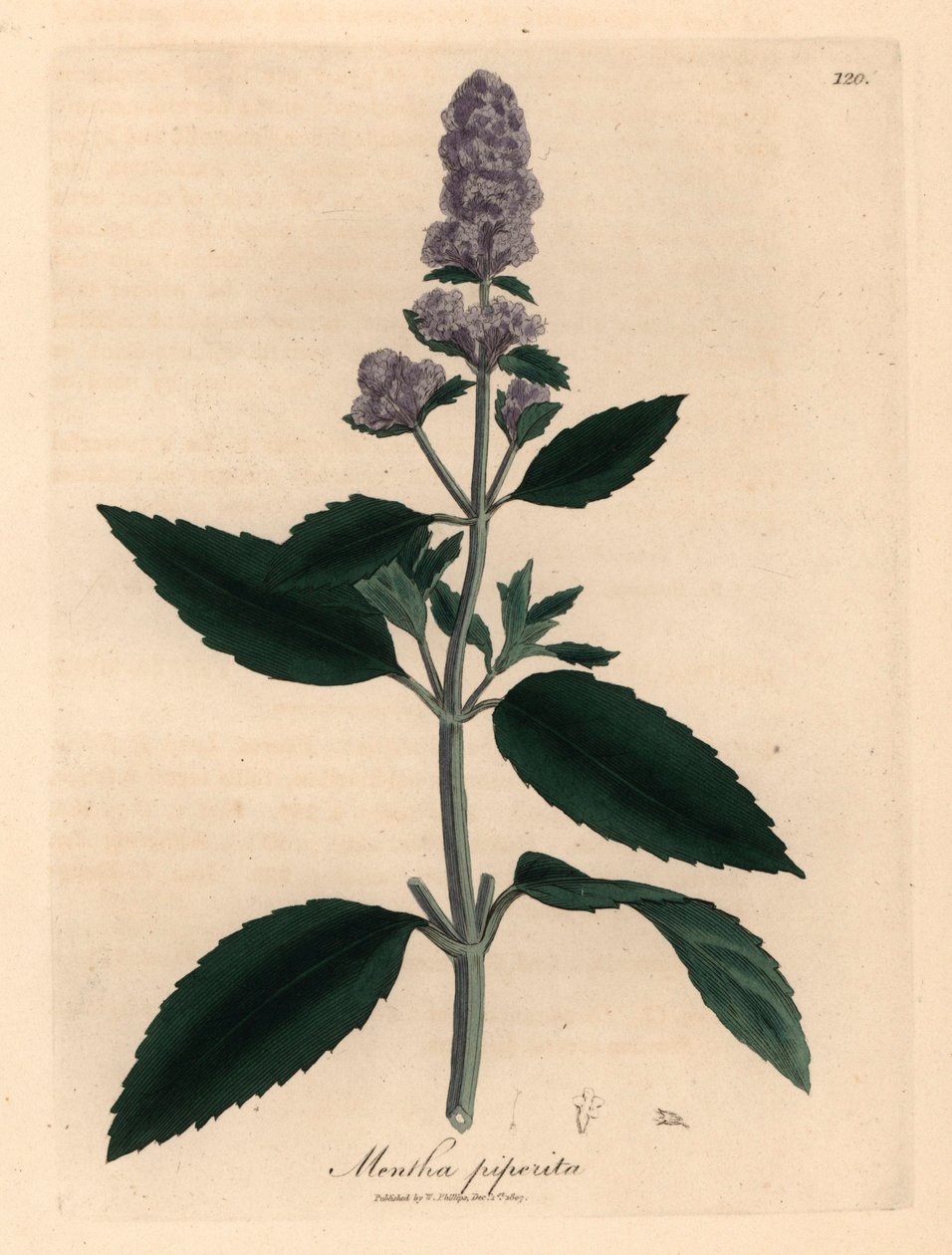 Menthe poivrée à fleurs violettes, Mentha piperita, d