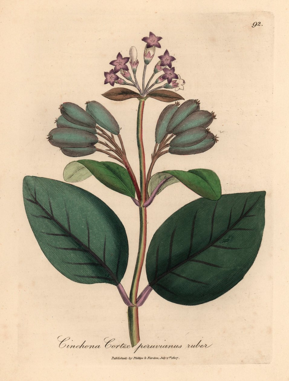 Arbre à écorce rouge du Pérou à fleurs pourpres, Cinchona cortex peruvianus ruber, d