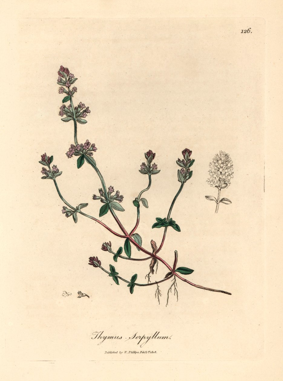 Thym sauvage à fleurs pourpres, Thymus serpyllum, d
