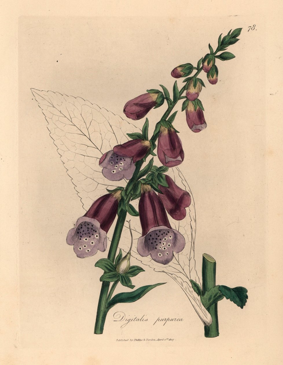 Digitale pourpre, Digitalis purpurea, d