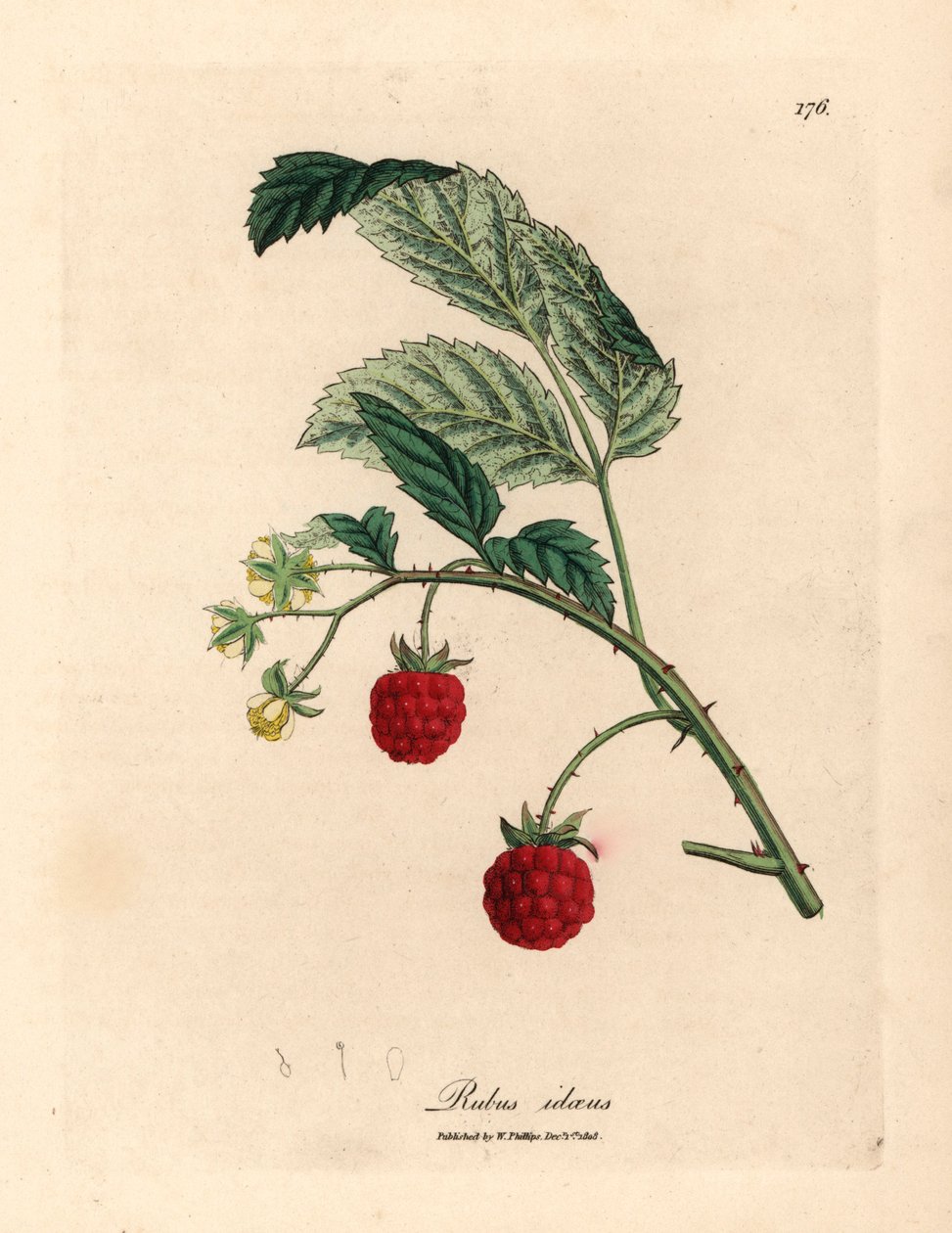 Buisson de framboisier avec fruits mûrs et fleurs jaunes, Rubus idaeus, d