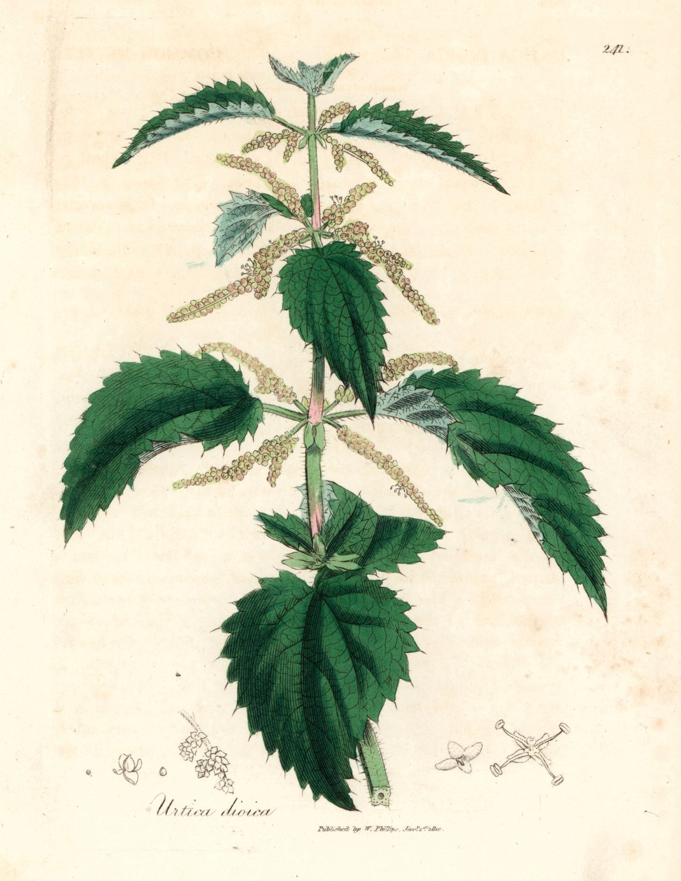 Ortie piquante, Urtica dioica, d