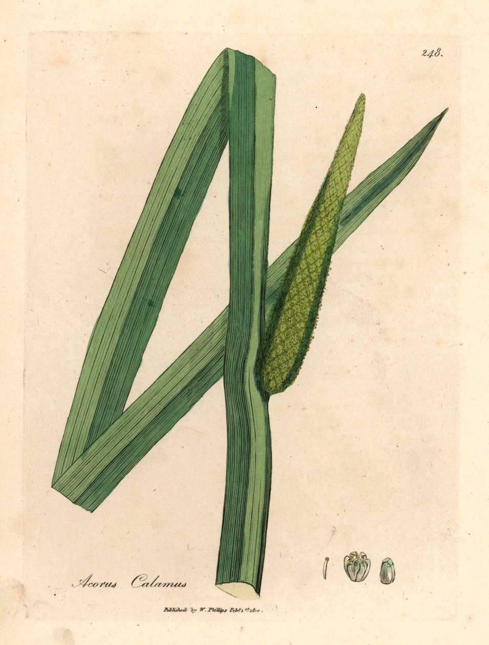 Acore odorant, Acorus calamus, d