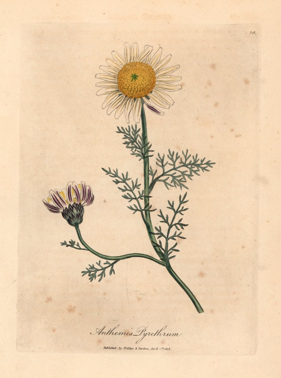 Camomille d