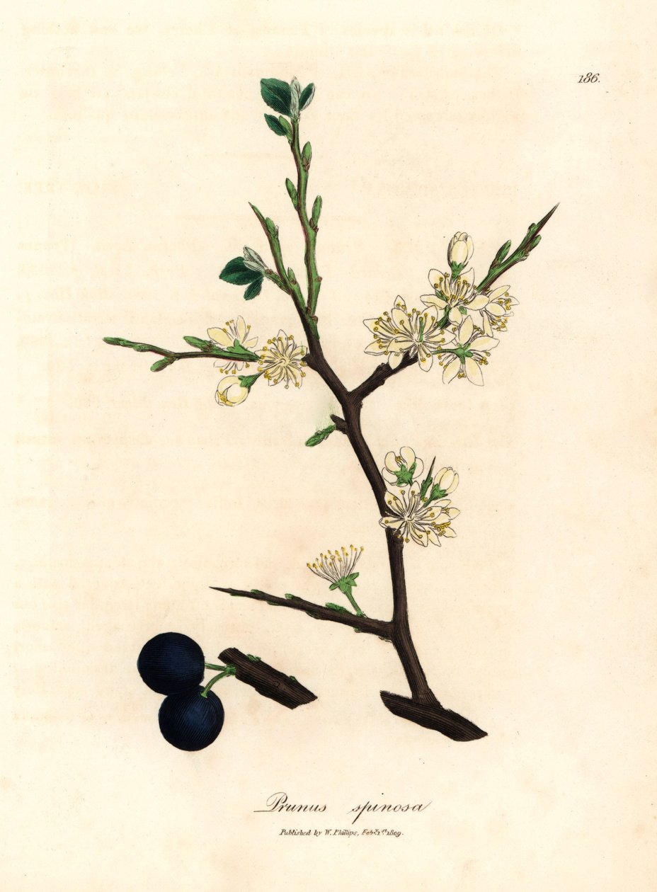 Fleurs blanches et baies bleues du prunellier, Prunus spinosa, d