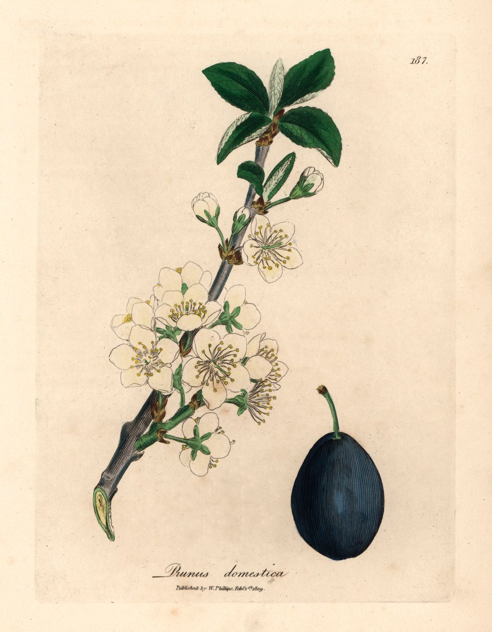 Fleur blanche et fruit du prunier, Prunus domestica, d