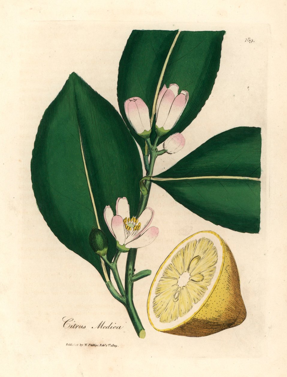Fleur blanche et segment de fruit mûr du citronnier, Citrus medica, d