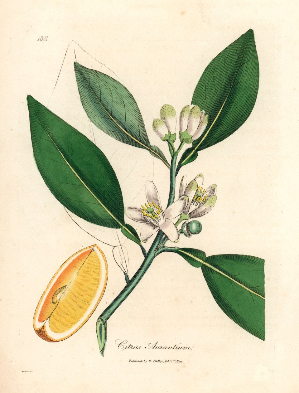 Fleur blanche et segment de fruit mûr de l