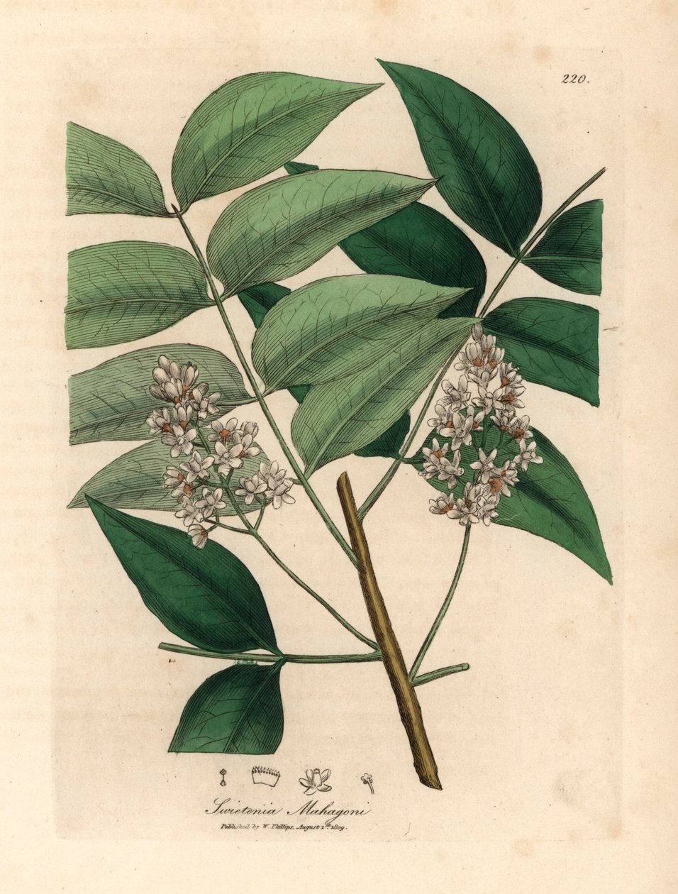 Acajou à fleurs blanches, Swietenia mahogani, d