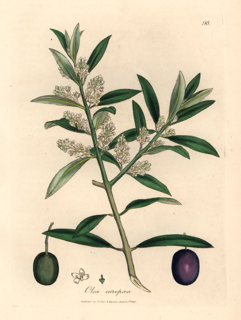 Olivier européen à fleurs blanches avec fruits, Olea europaea, d