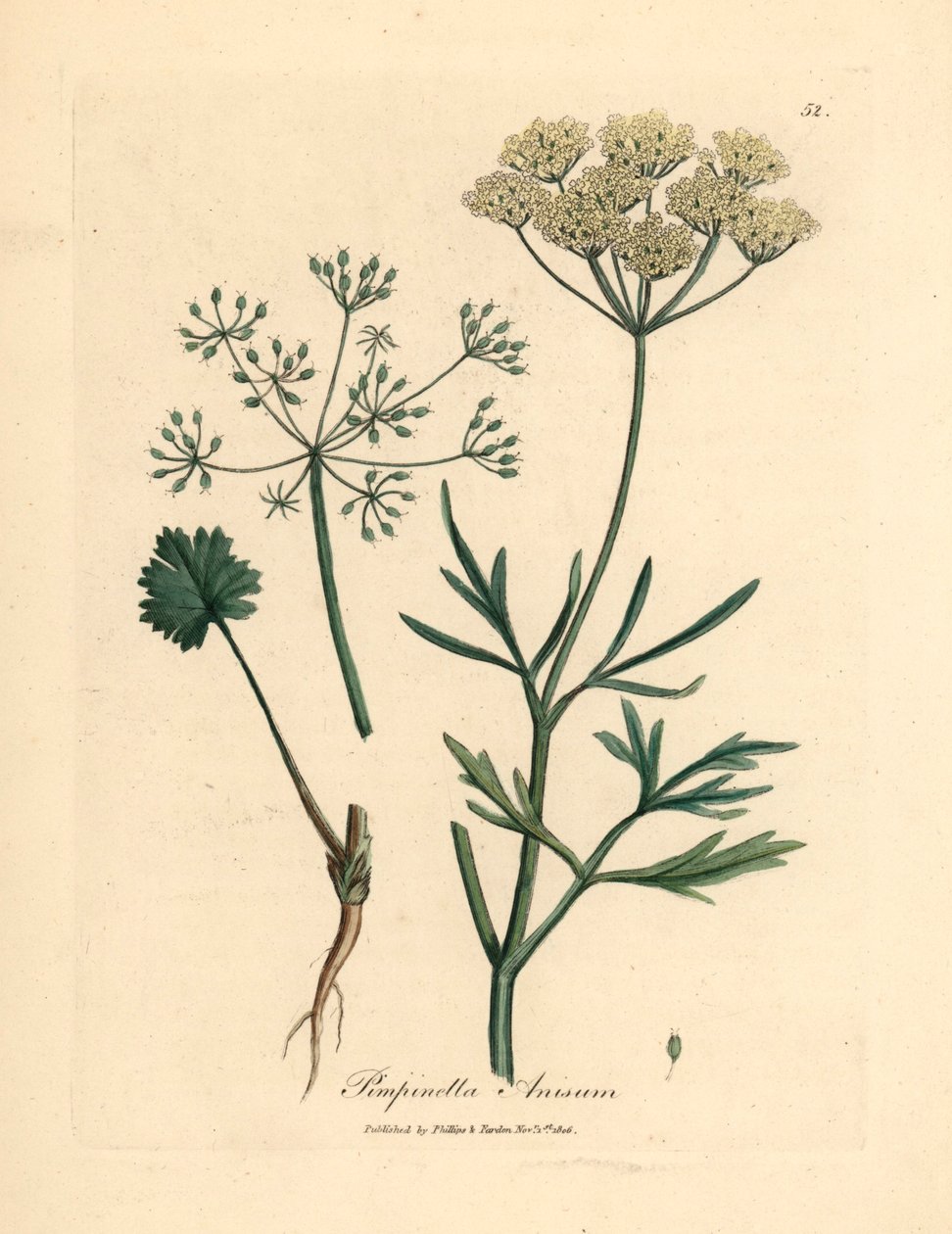 Anis à fleurs blanches, Pimpinella anisum, d