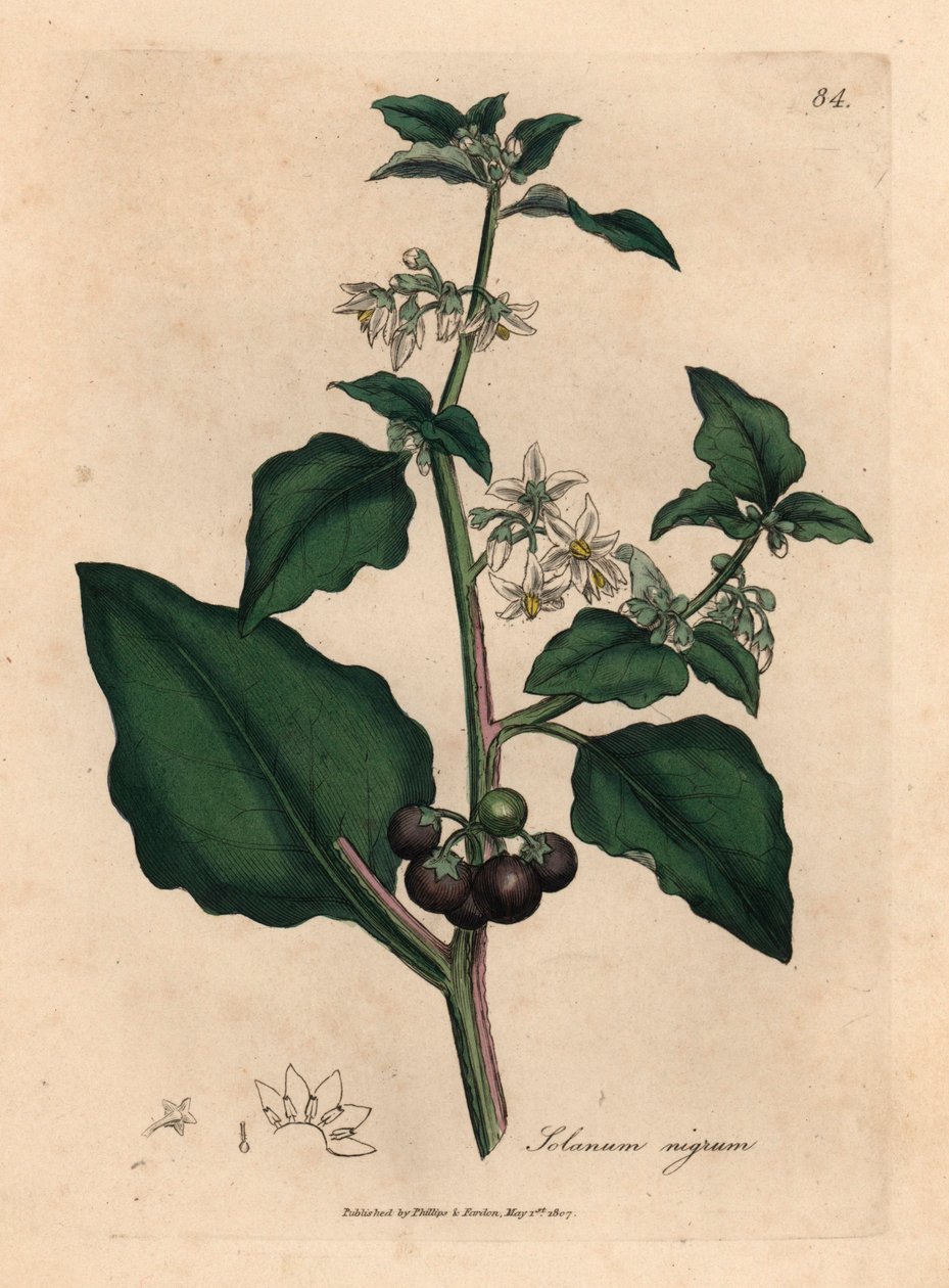 Morelle noire de jardin à fleurs blanches, Solanum nigrum, d