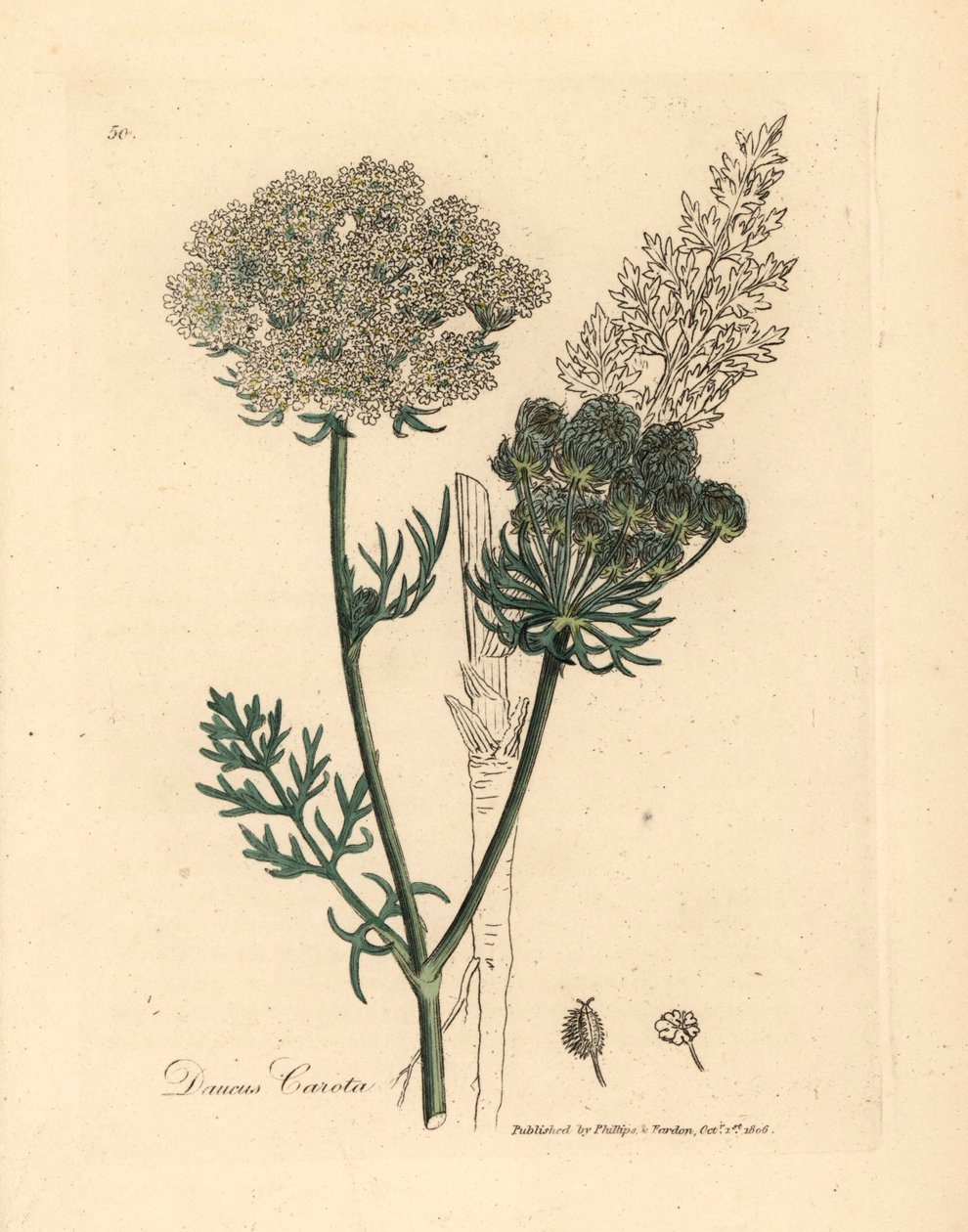 Carotte sauvage à fleurs blanches, Daucus carota, d