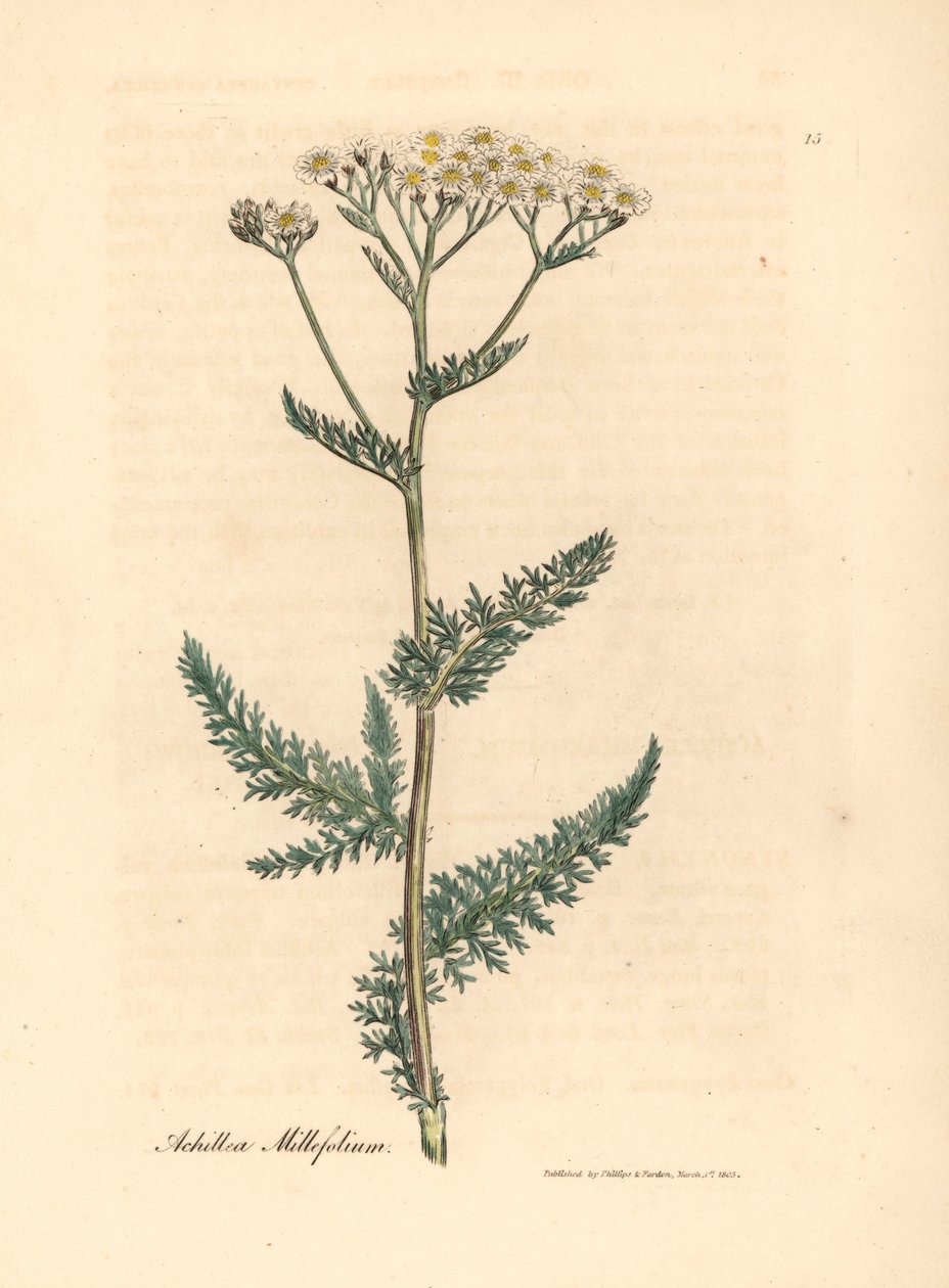 Achillée millefeuille à fleurs blanches, Achillea millefolium, d