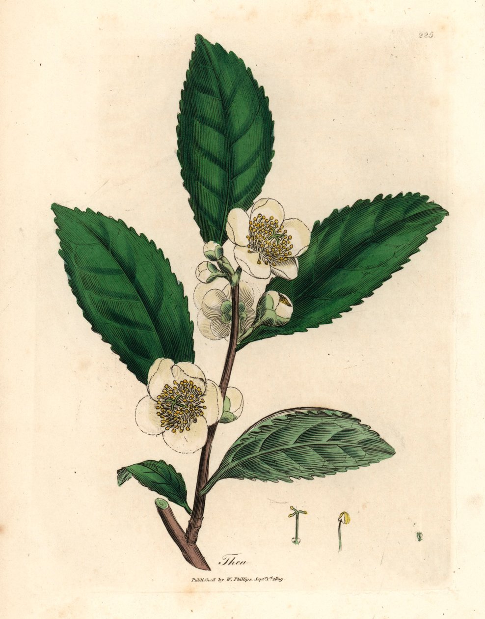 Fleurs blanches et feuilles de thé vert, Thea bohea, Camellia sinensis, d