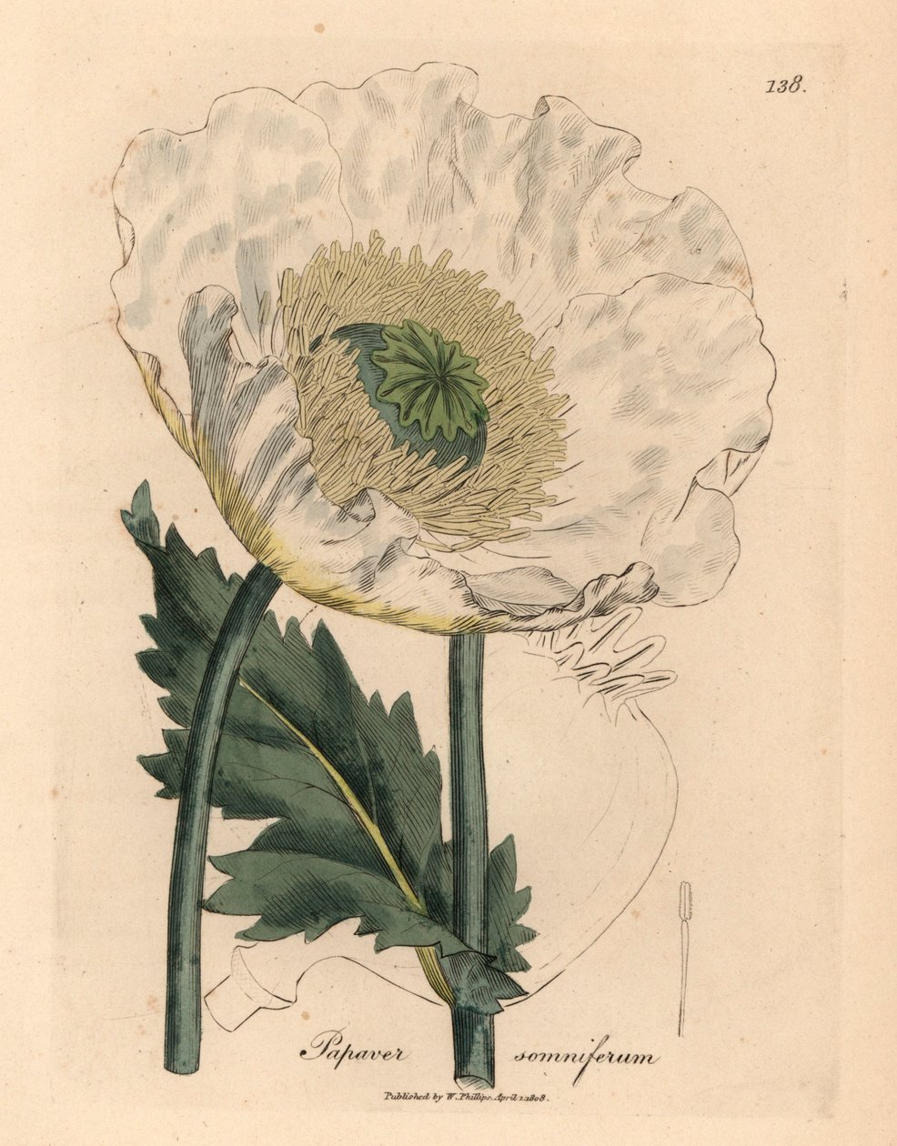 Pavot blanc, Papaver somniferum, d